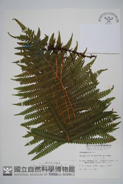 密毛毛蕨藏品圖，第1張