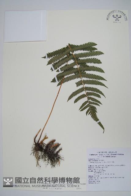 密毛毛蕨藏品圖，第1張