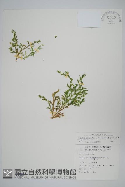 高雄卷柏藏品圖，第1張