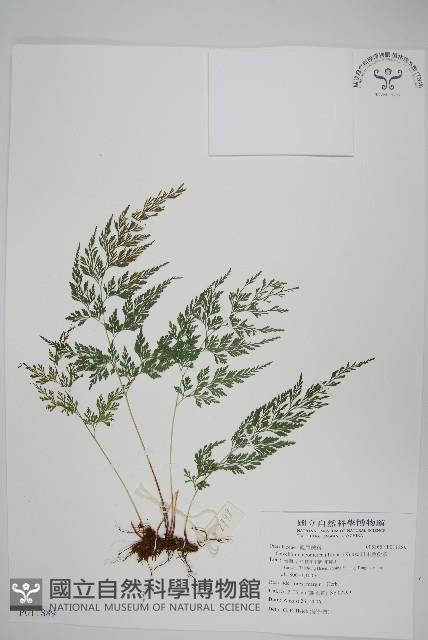 日本金粉蕨藏品圖，第1張