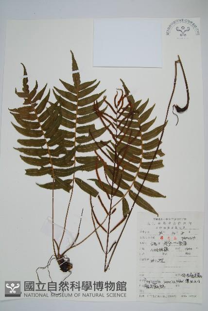 華東瘤足蕨藏品圖，第1張