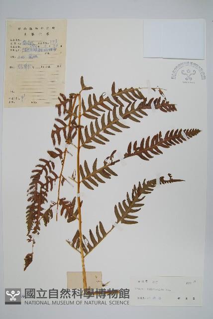 三腳鳳尾蕨藏品圖，第1張