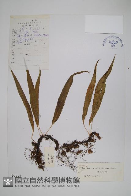 登錄號:P003889藏品圖，第1張