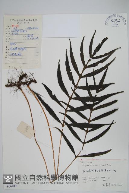 橢圓線蕨藏品圖，第1張