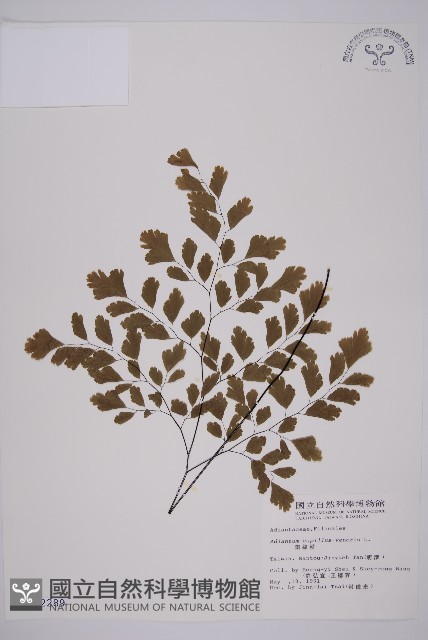 鐵線蕨藏品圖，第1張