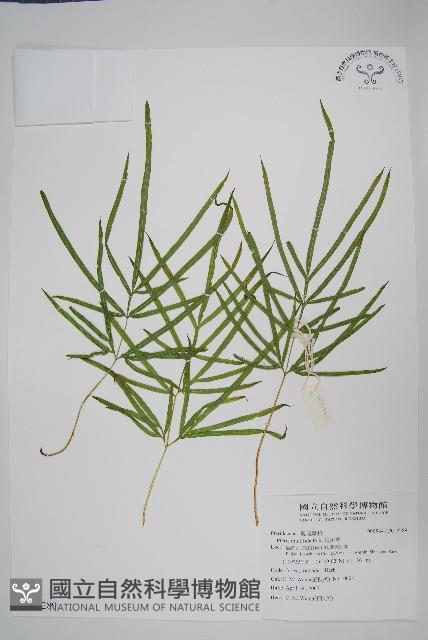 鳳尾蕨藏品圖，第1張