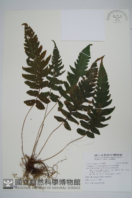溪邊蕨藏品圖，第1張