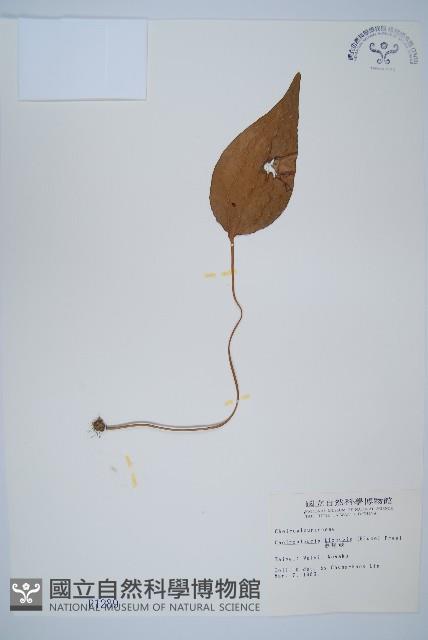 燕尾蕨藏品圖，第1張