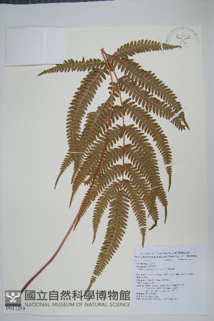 紅柄鳳尾蕨藏品圖，第1張