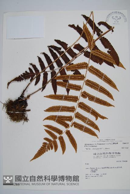 史氏鱗毛蕨藏品圖，第1張