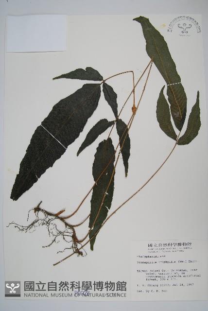 新月蕨藏品圖，第1張