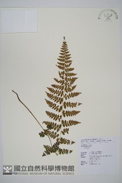 生芽蹄蓋蕨藏品圖，第1張