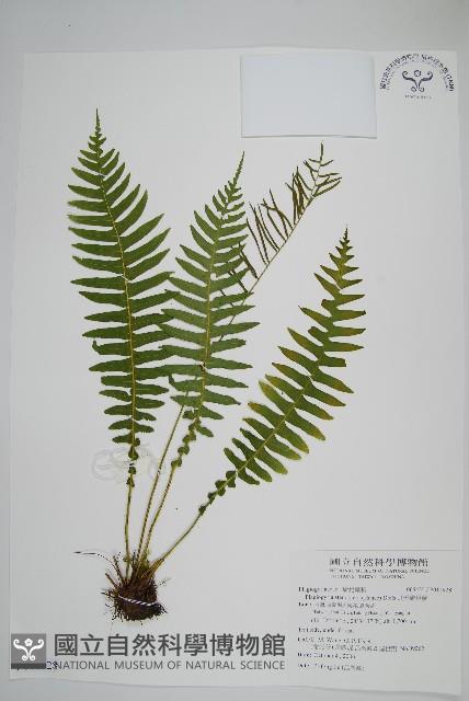 耳形瘤足蕨藏品圖，第1張