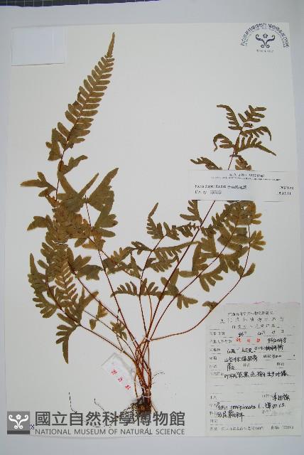 天草鳳尾蕨藏品圖，第1張