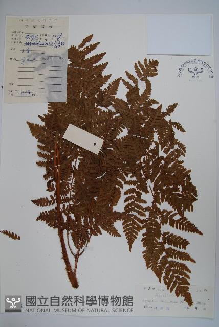 虹鱗肋毛蕨藏品圖，第1張