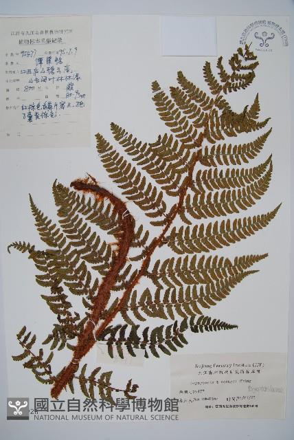 觀光鱗毛蕨藏品圖，第1張