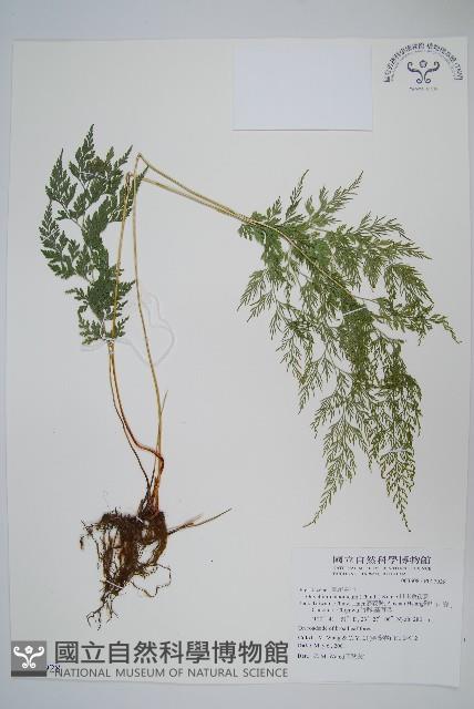 日本金粉蕨藏品圖，第1張