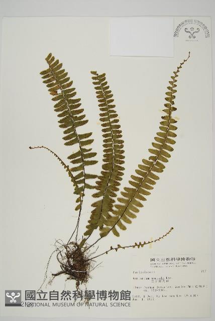 生芽鐵角蕨藏品圖，第1張