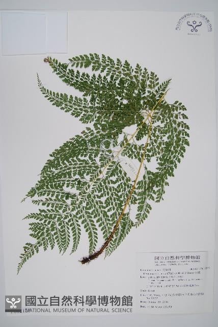 臺灣兩面複葉耳蕨藏品圖，第1張