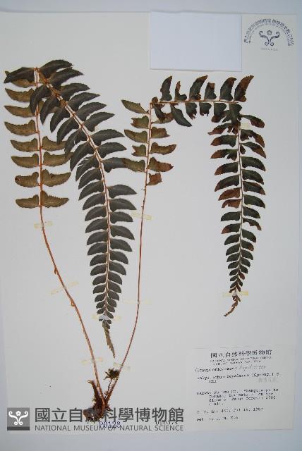 軟骨耳蕨藏品圖，第1張