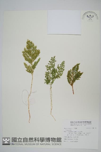 登錄號:P010128藏品圖，第1張