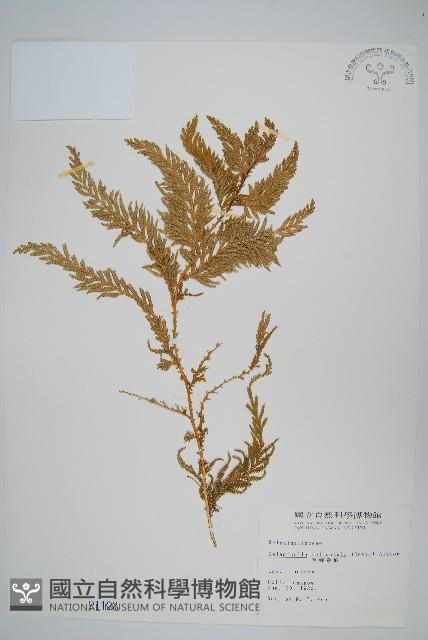 全緣卷柏藏品圖，第1張