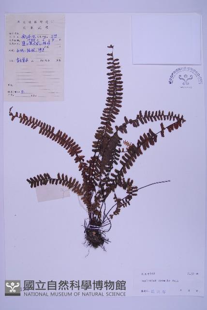 生芽鐵角蕨藏品圖，第1張