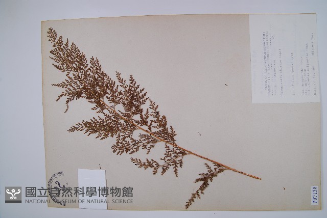 烏蕨藏品圖，第1張
