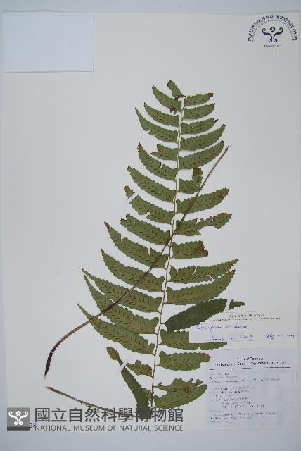 鋸齒雙蓋蕨、線葉雙蓋蕨、刺鱗雙蓋蕨藏品圖，第1張