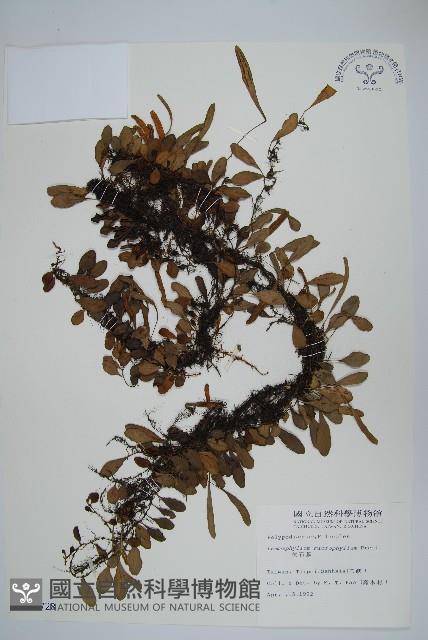 抱樹蕨、伏石蕨藏品圖，第1張