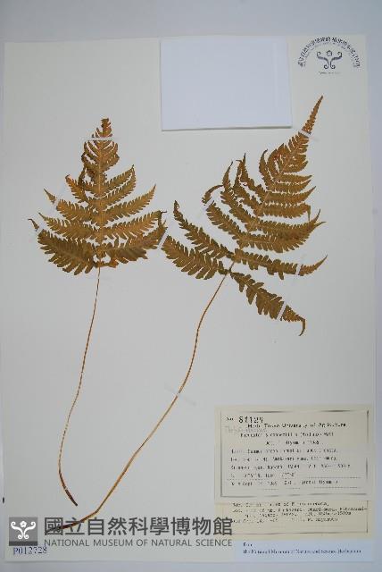 長柄假金星蕨、長柄卵果蕨藏品圖，第1張