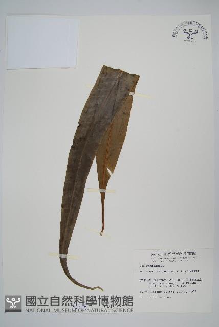 星蕨藏品圖，第1張