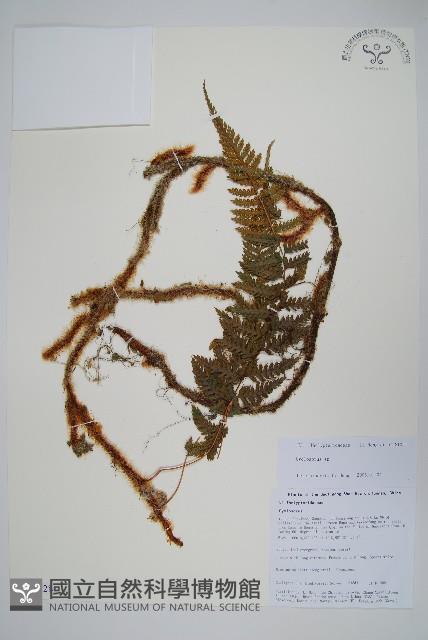 登錄號:P010728藏品圖，第1張