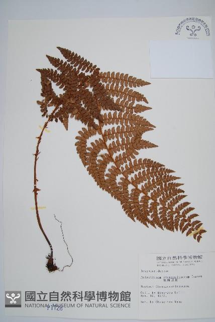 黑鱗耳蕨藏品圖，第1張