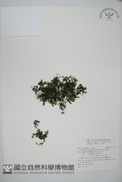 圓唇假脈蕨藏品圖，第1張