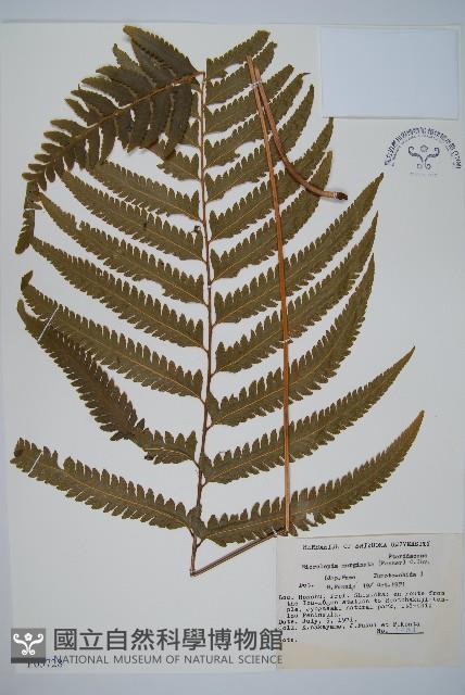 邊緣鱗蓋蕨藏品圖，第1張