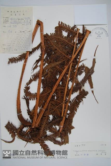 假毛蕨藏品圖，第1張
