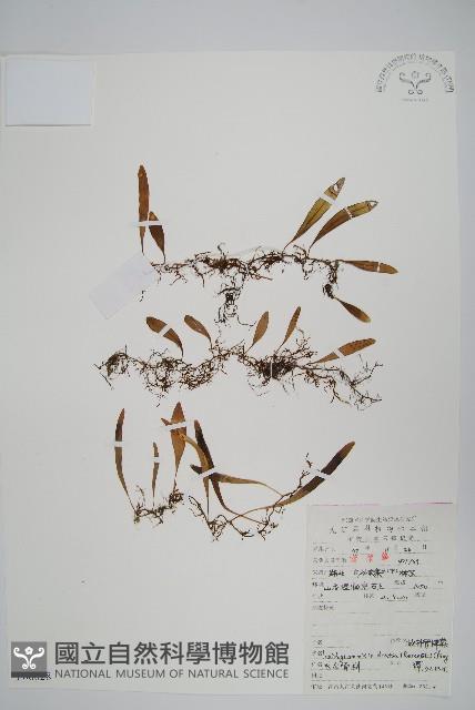 披針骨牌蕨藏品圖，第1張