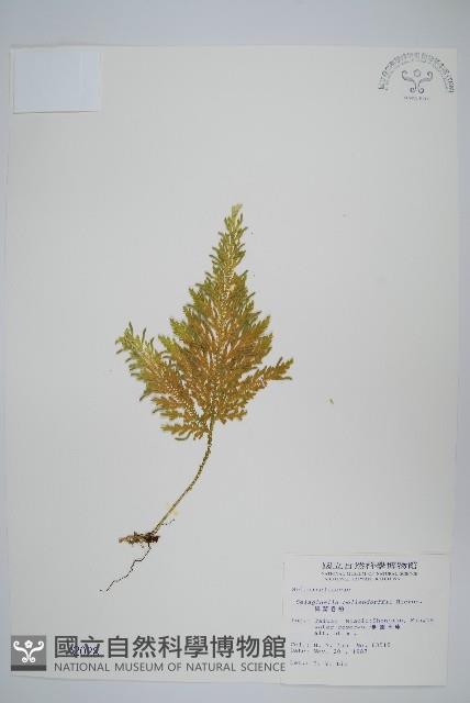 異葉卷柏藏品圖，第1張