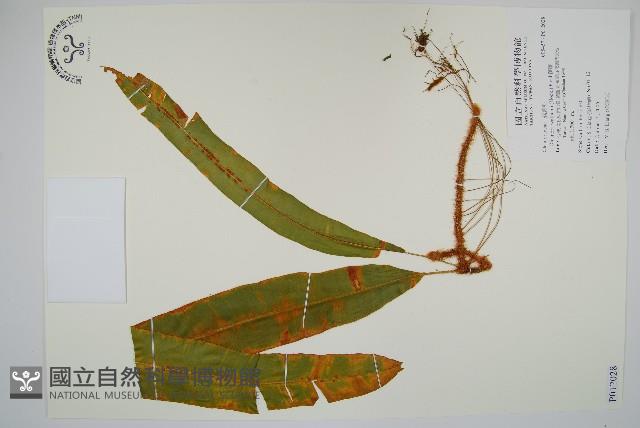 蓧蕨藏品圖，第1張