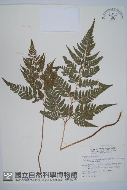 小葉複葉耳蕨藏品圖，第1張