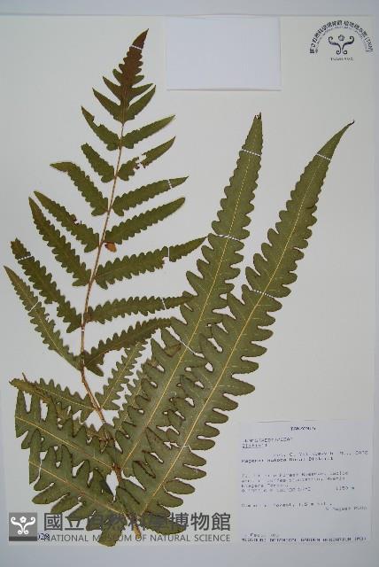 登錄號:P010028藏品圖，第1張