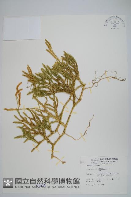 石松藏品圖，第1張