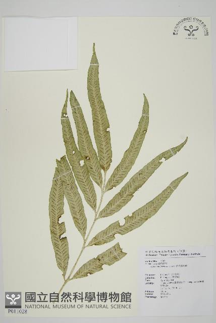 南海鐵角蕨藏品圖，第1張