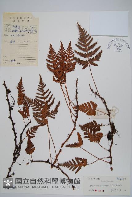 陰石蕨藏品圖，第1張