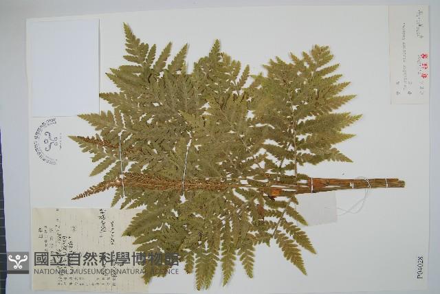 登錄號:P004028藏品圖，第1張