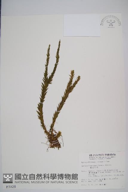 福氏石松藏品圖，第1張