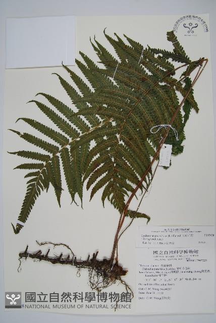 密毛毛蕨藏品圖，第1張