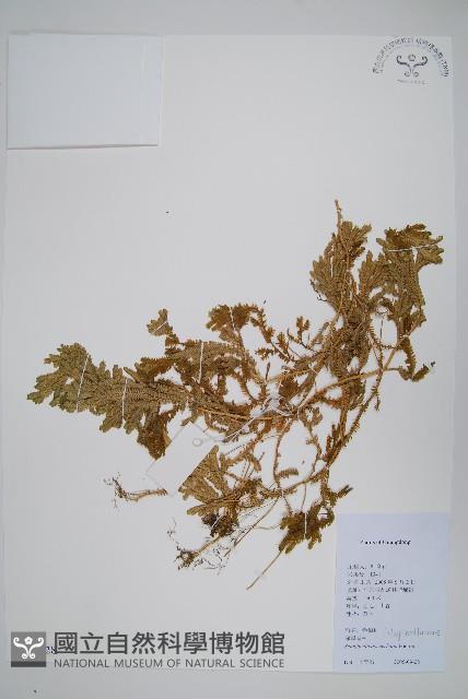 生根卷柏藏品圖，第1張