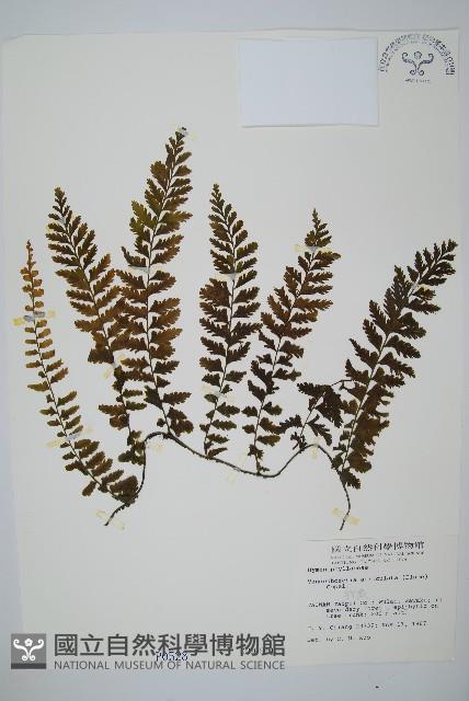 瓶蕨藏品圖，第1張